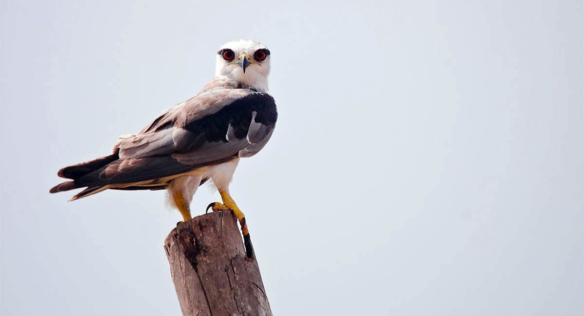 Review! Black-shouldered kite perched on top of post