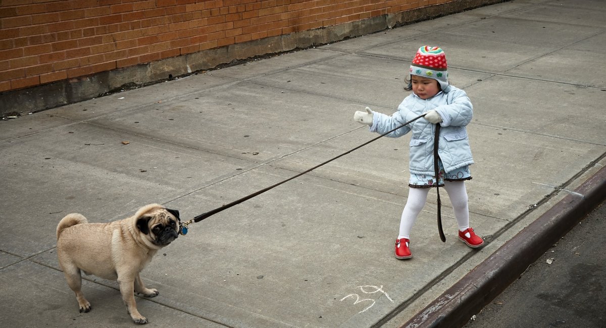 Child trying to pull a dog on a leash