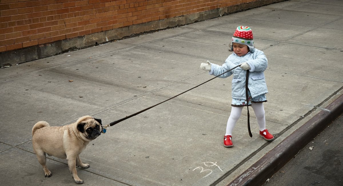 Lack of control Child trying to pull a dog on a leash