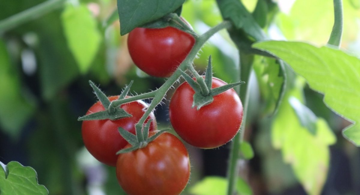 Ready for a delicious salad! Ripe tomatoes on a tomato plant