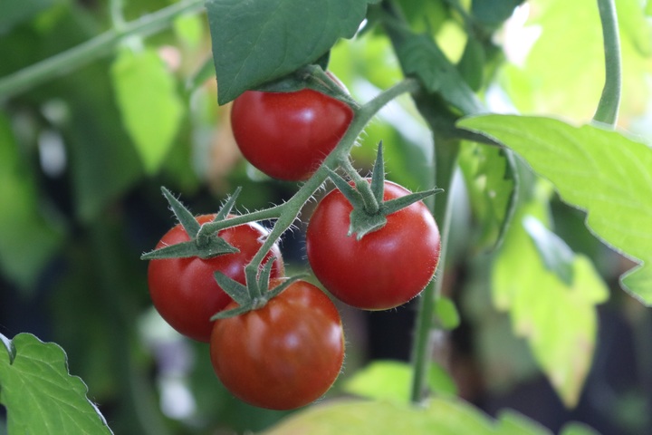 Ripe tomatoes on a tomato plant