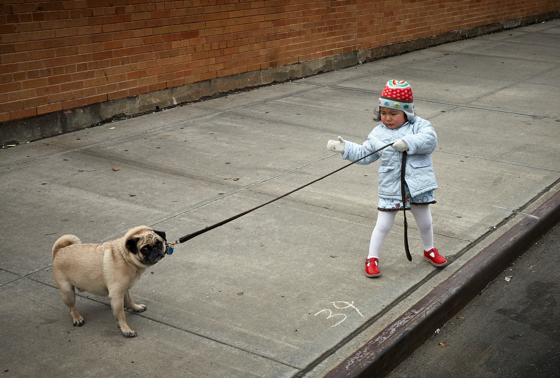 Child trying to pull a dog on a leash