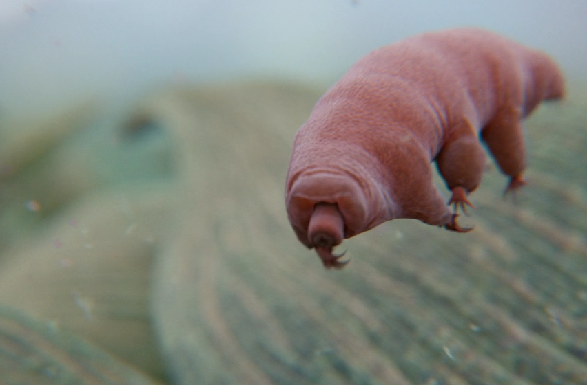 Illustration of a tardigrade from Cosmos