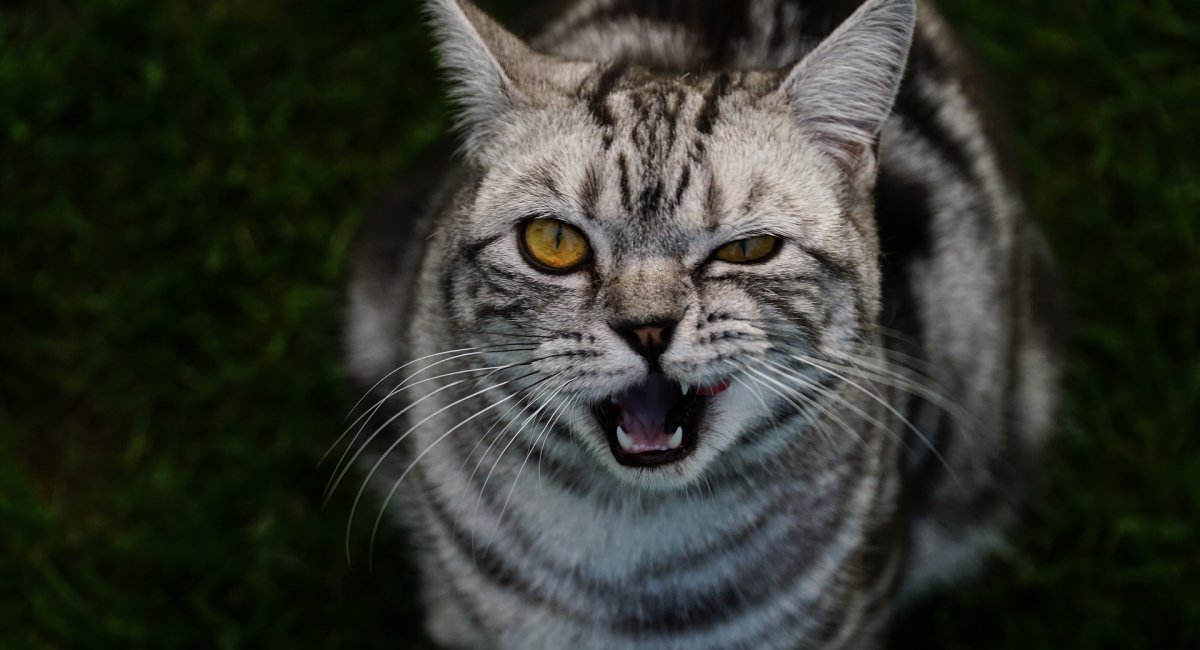 cat angry face