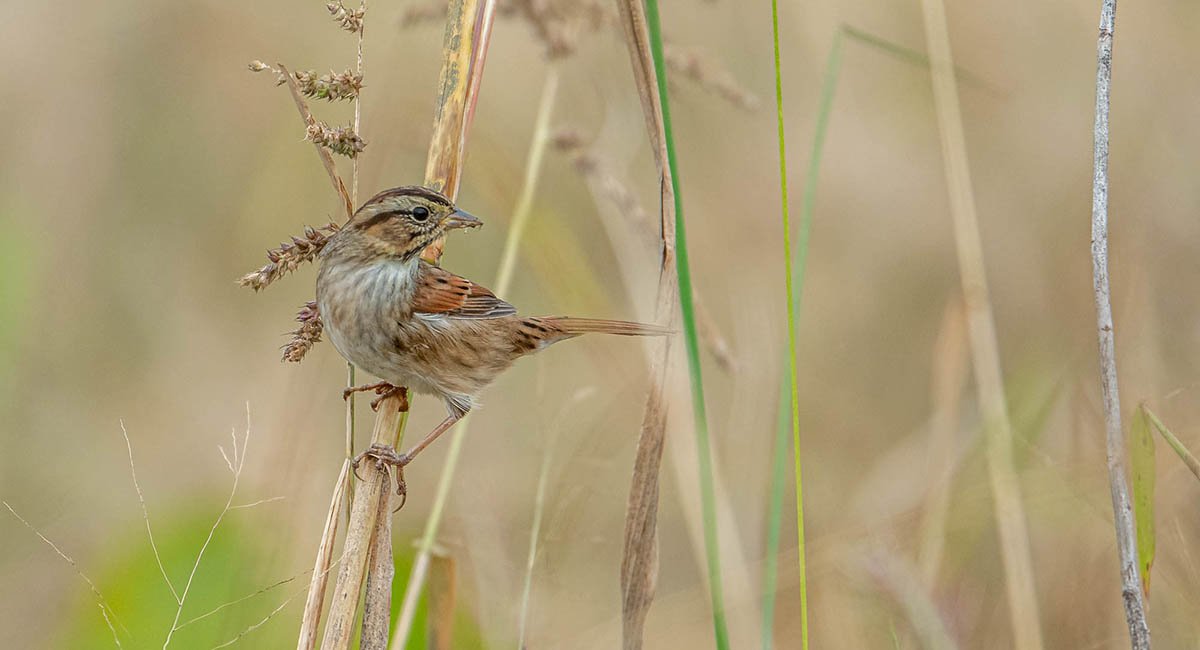 Swamp sparrow on stalks of field grass